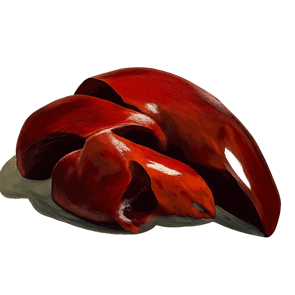 Rabbit liver